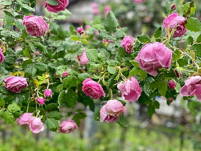お庭の薔薇　ラレーヌヴィクトリア