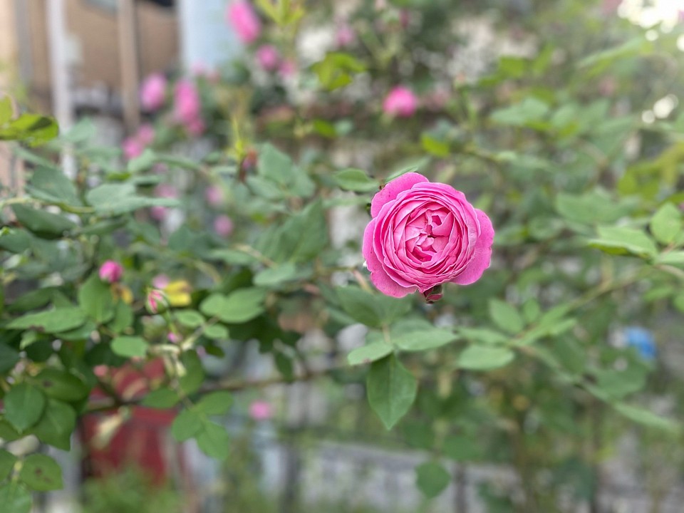 5月は薔薇咲く季節