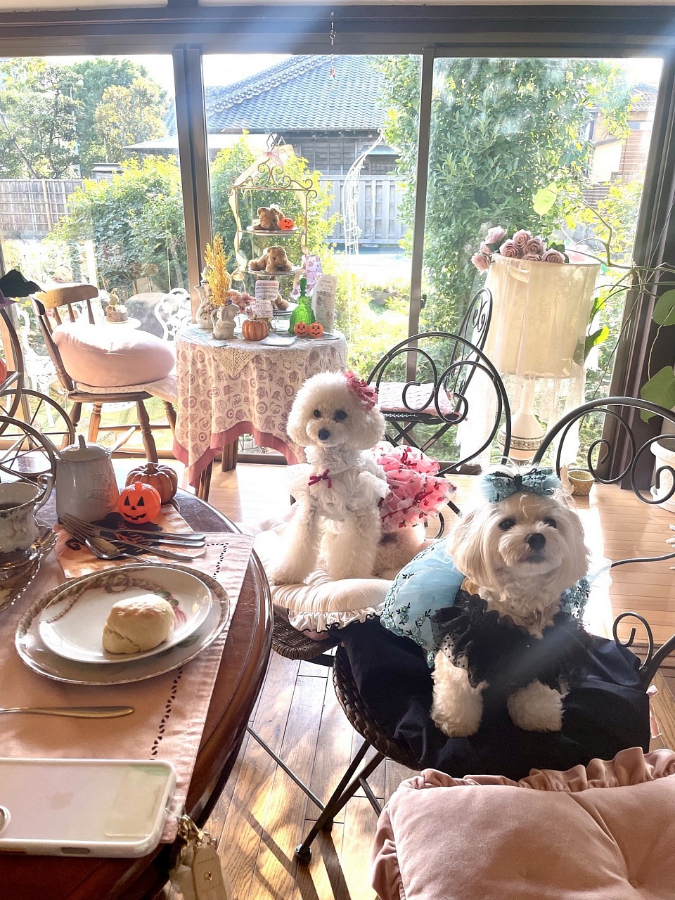 店内ワンちゃんOK席あり。ワンちゃんともアフタヌーンティーが楽しめちゃいます♡