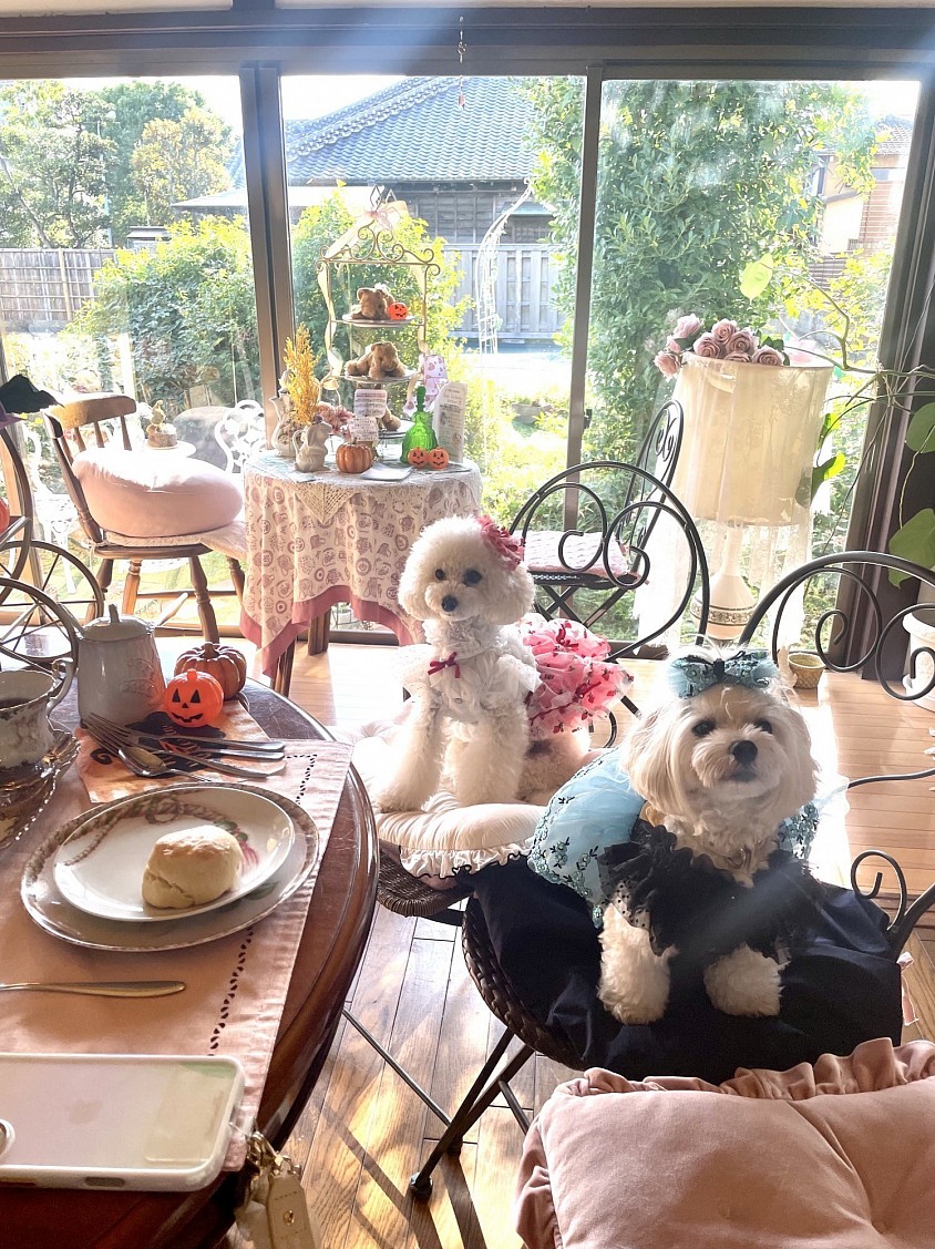 当店は店内ワンちゃんOK席あり。ワンちゃんともアフタヌーンティーが楽しめちゃいます♡